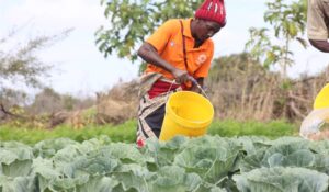 Community Based Adaptation- Scaling up Community Action for Livelihoods Ecosystems in Southern Africa and Beyond-CBA-SCALE+